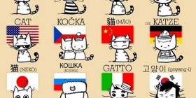 Gatos del mundo