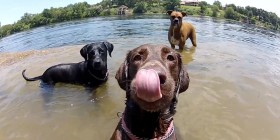 Perros filmados con la cámara GoPro