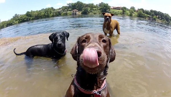 Perros filmados con la cámara GoPro