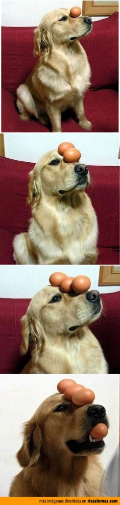 El perro equilibrista