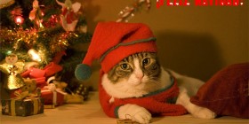 Felicitaciones navideñas: Gato Papa Noel