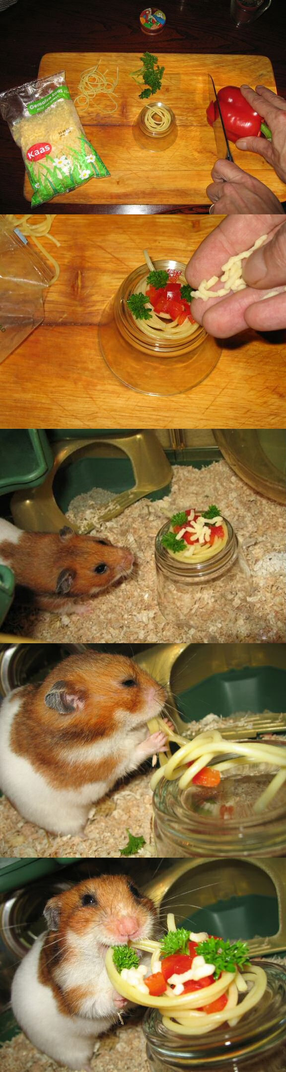 Hamster comiendo pasta