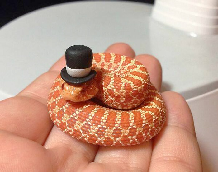 La elegancia hecha serpiente