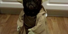 Perrete Yoda