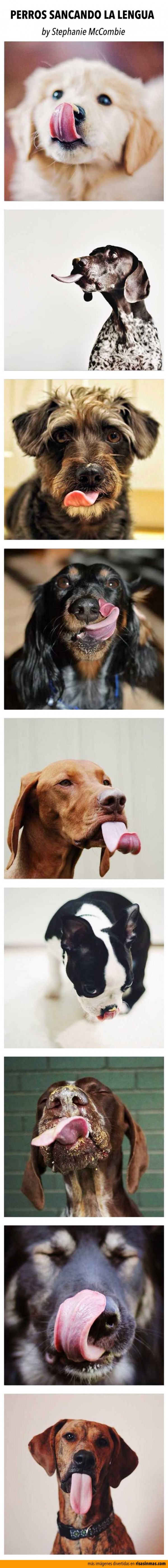 Perros sacando la lengua