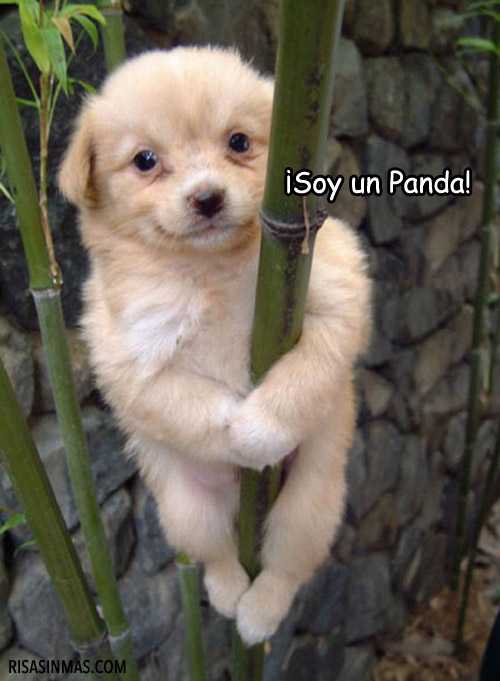¡Soy un Panda!