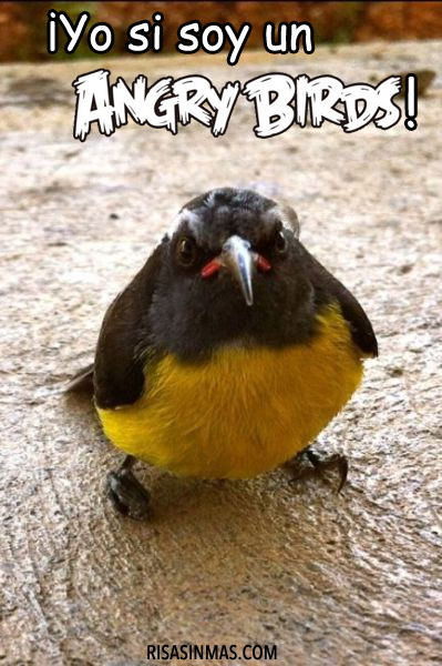 ¡Yo si soy un Angry Birds!