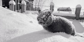 Un gato descubre la nieve