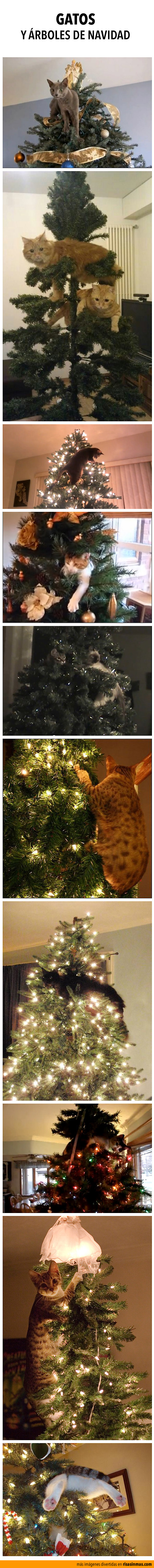 Gatos y árboles de navidad