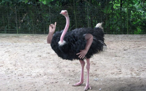 Mutación genética de un avestruz
