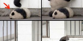 El profundo sueño de un panda