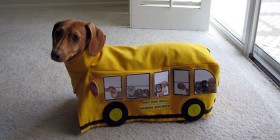 Perro disfrazado de autobús