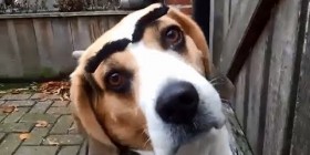 Perros con cejas falsas