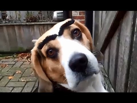 Perros con cejas falsas
