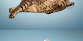 Yoga cats, gatos haciendo yoga