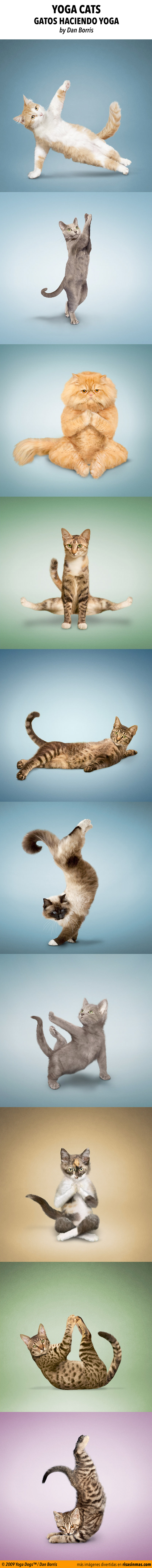 Yoga cats, gatos haciendo yoga