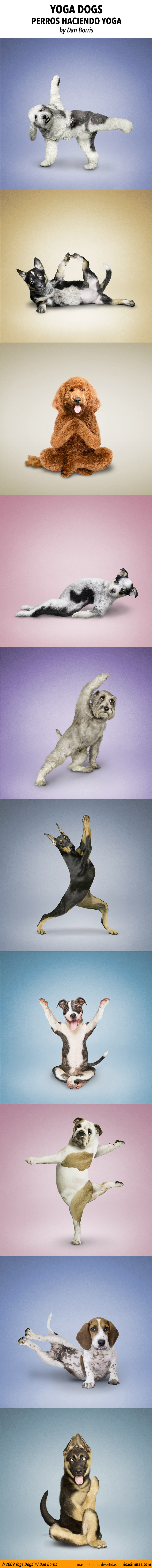 Yoga dogs, perros haciendo yoga