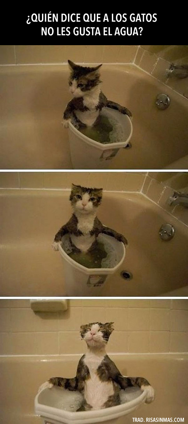 ¿A los gatos no les gusta el agua?