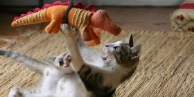 Cocodrilo atacando a un gatito