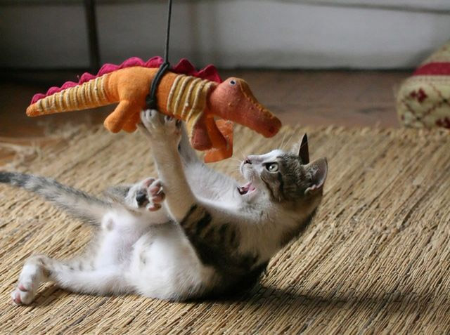 Cocodrilo atacando a un gatito