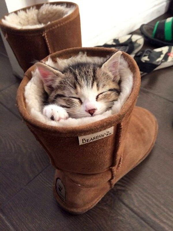 El gato en botas