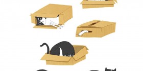 El gato y la caja