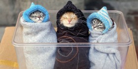 Gatitos calentitos