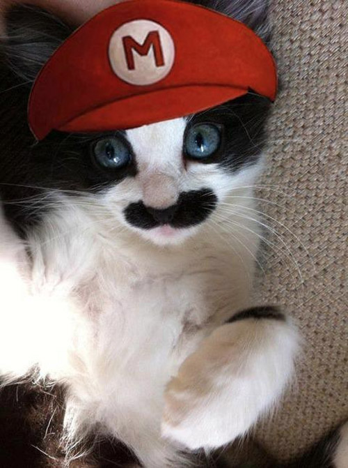 Gato disfrazado de Mario Bros