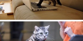Gatos usando el portátil