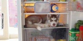 Husky en el frigorífico