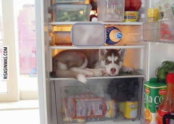 Husky en el frigorífico