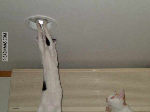 Mi gato me cambia las bombillas