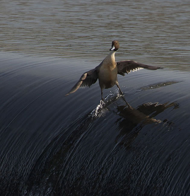 Pato surfeando