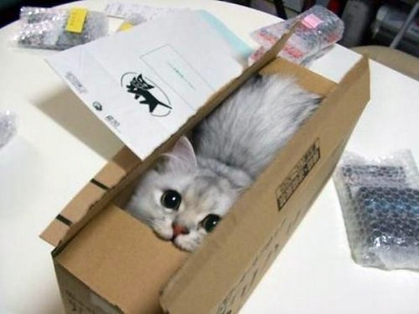 Primeros envíos de gatos por Amazon