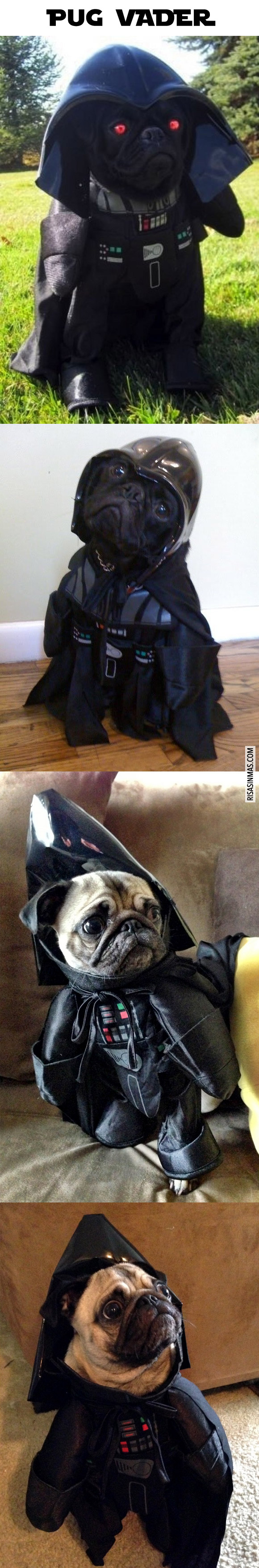 Pug Vader