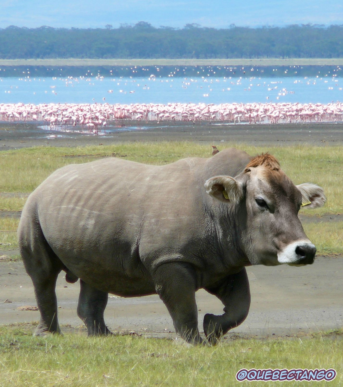 Rinoceronte vaca