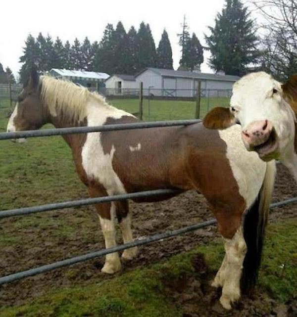 Una vaca haciendo una fotobomba