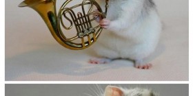 The Hamster's Band