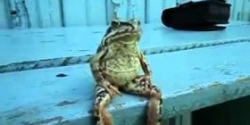 Una rana sentada como una persona
