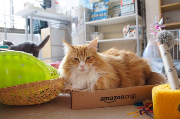 Amazon comienza a enviar gatos