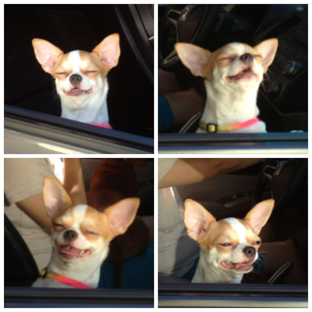 Chihuahua disfrutando de su momento