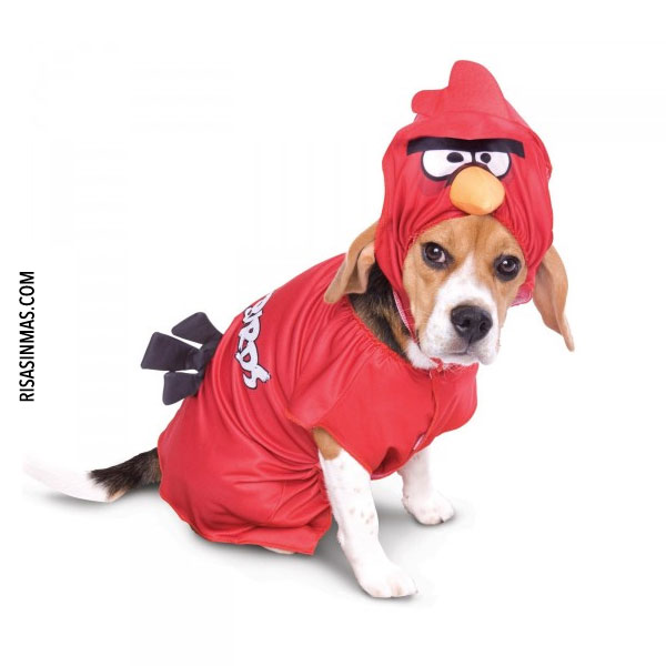Disfraz Angry Birds para perro