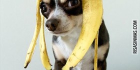 Disfrazado de plátano