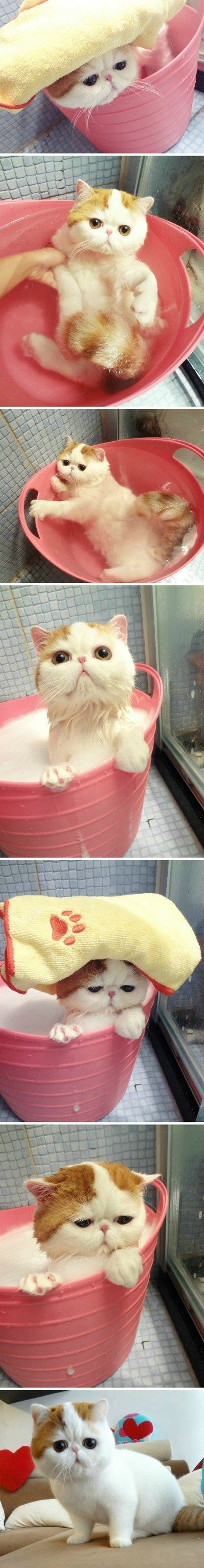Gato en su momento baño