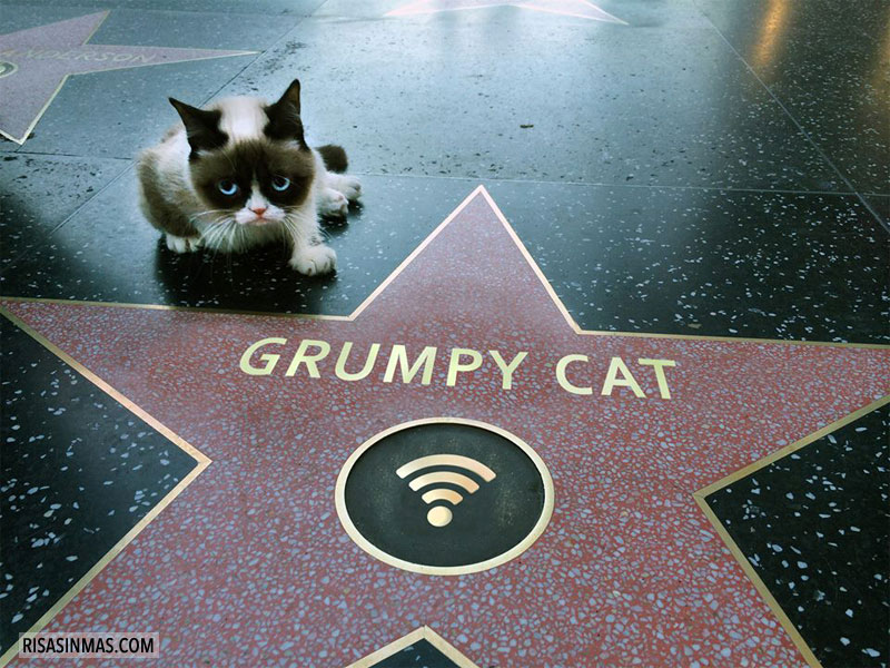 Grumpy Cat en el Paseo de la Fama de Hollywood