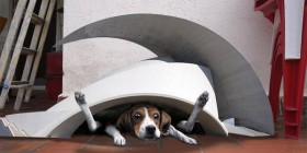 Perro atrapado en caseta de Santiago Calatrava
