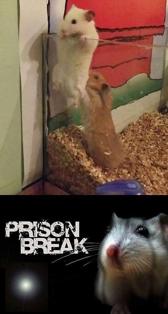 Prison Break, versión hamster