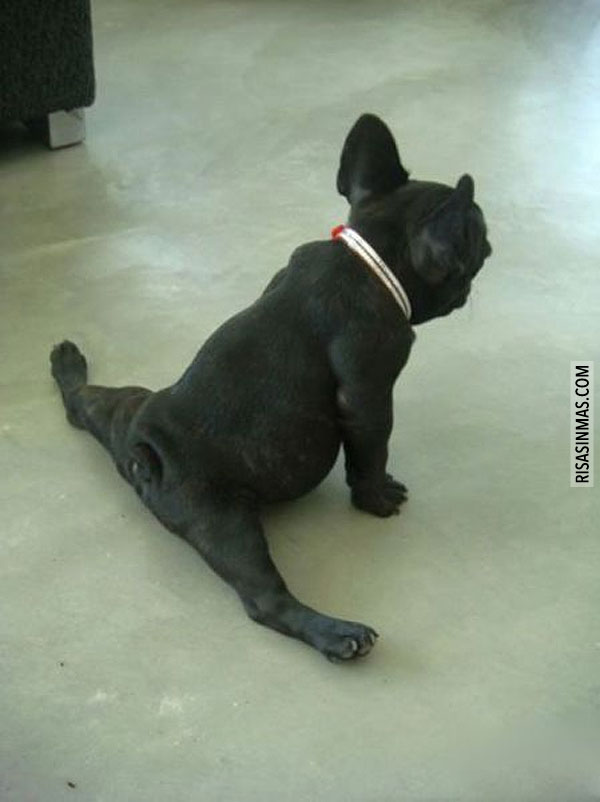 Pug haciendo yoga