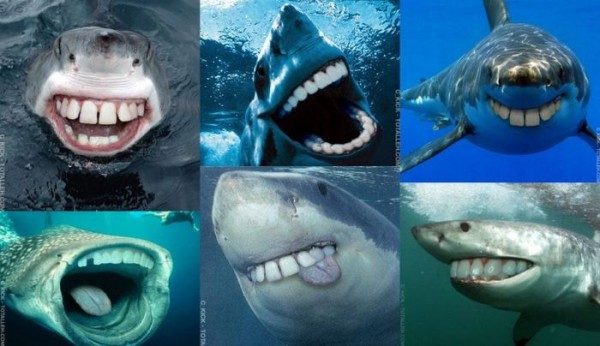 Sonrisas de tiburón