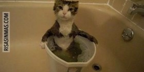 Gato en su baño relajante